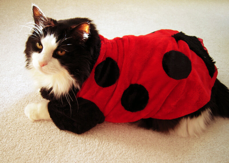 cat in ladybug costume