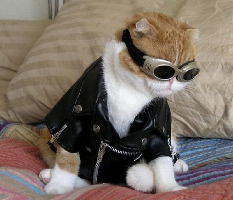 cat in leather jacket