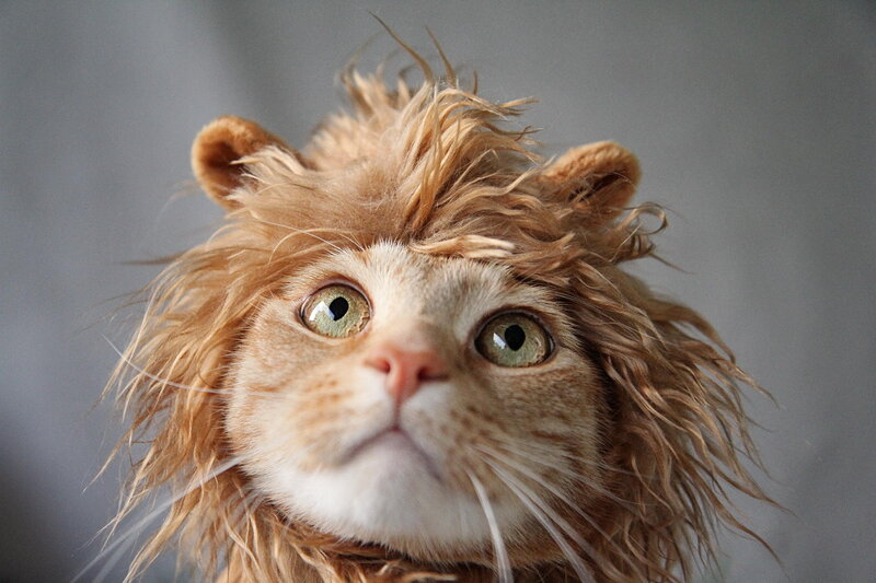 Cat in Lion Costume — Brown