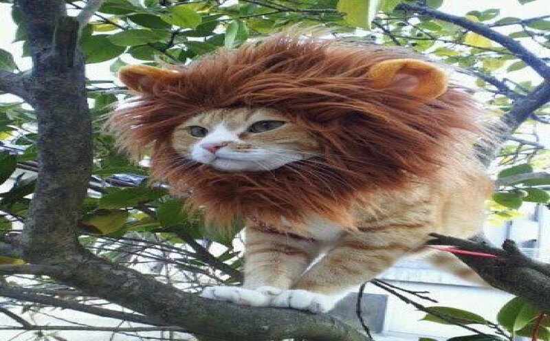Cat in Lion Costume