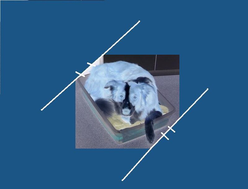 cat in litter box