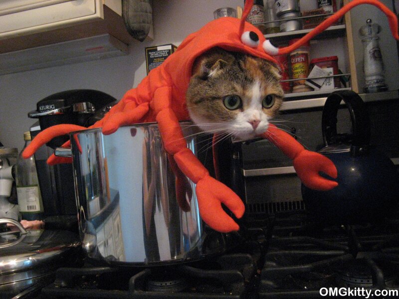Cat in Lobster Costume