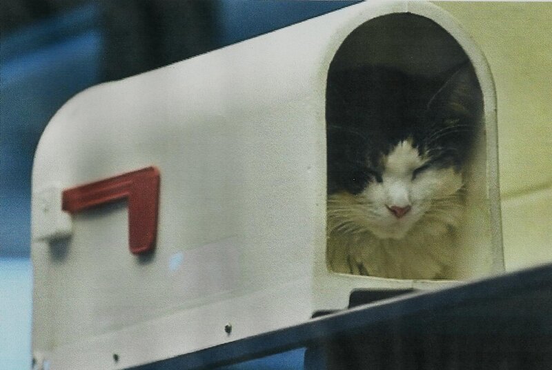 Cat in Mailbox — White