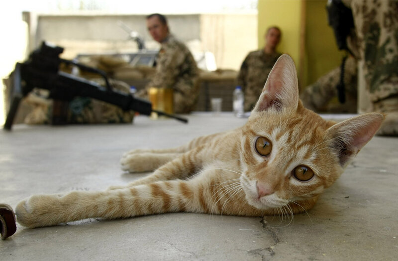 Cat in military base