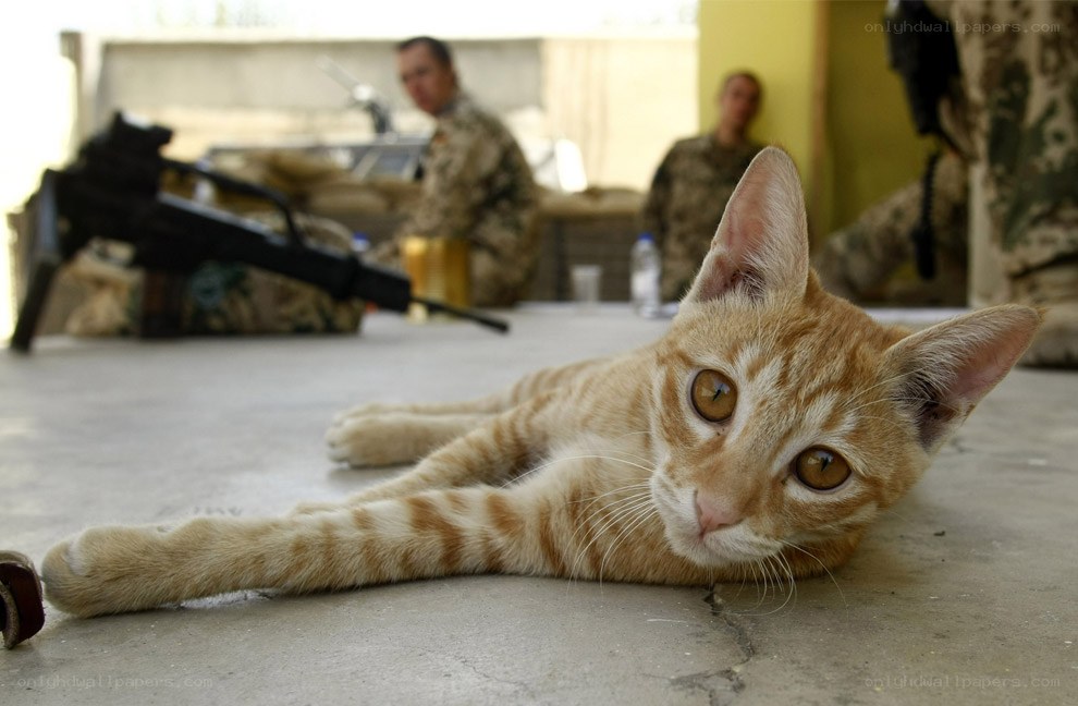 Cat in military base