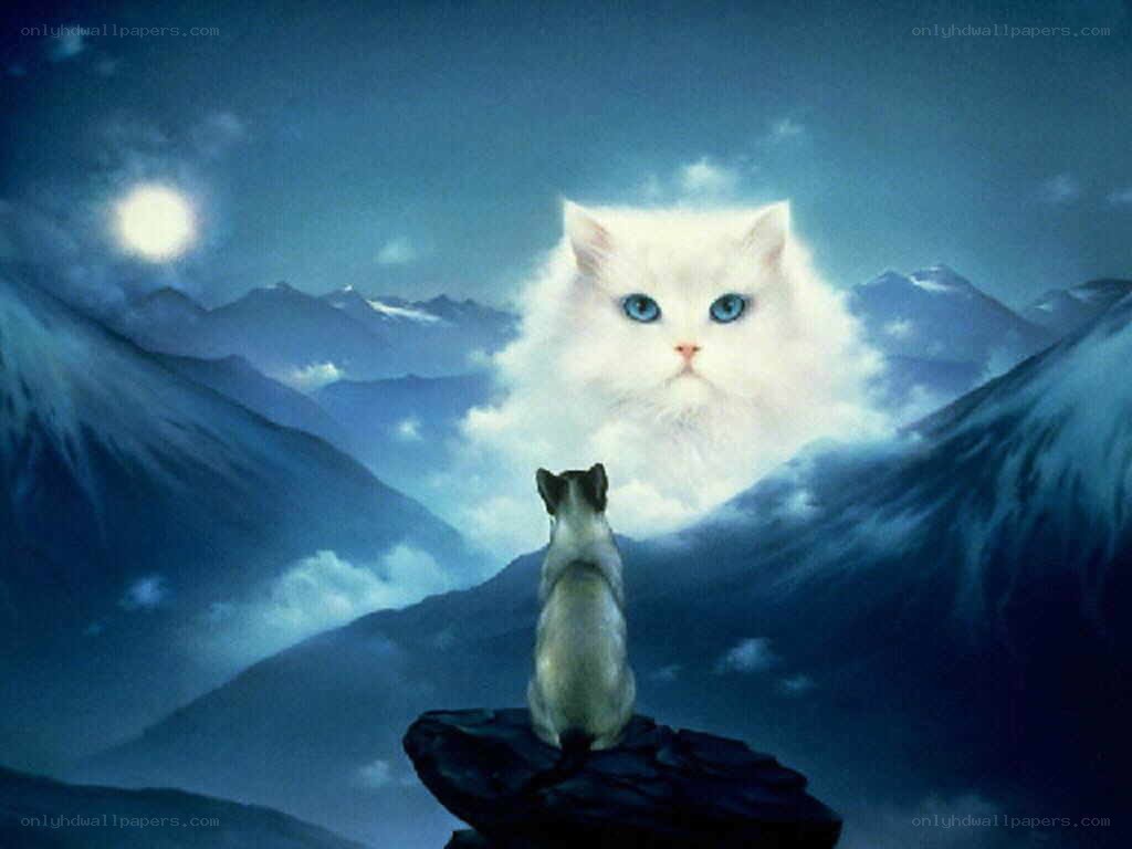 cat in moonlit mountains