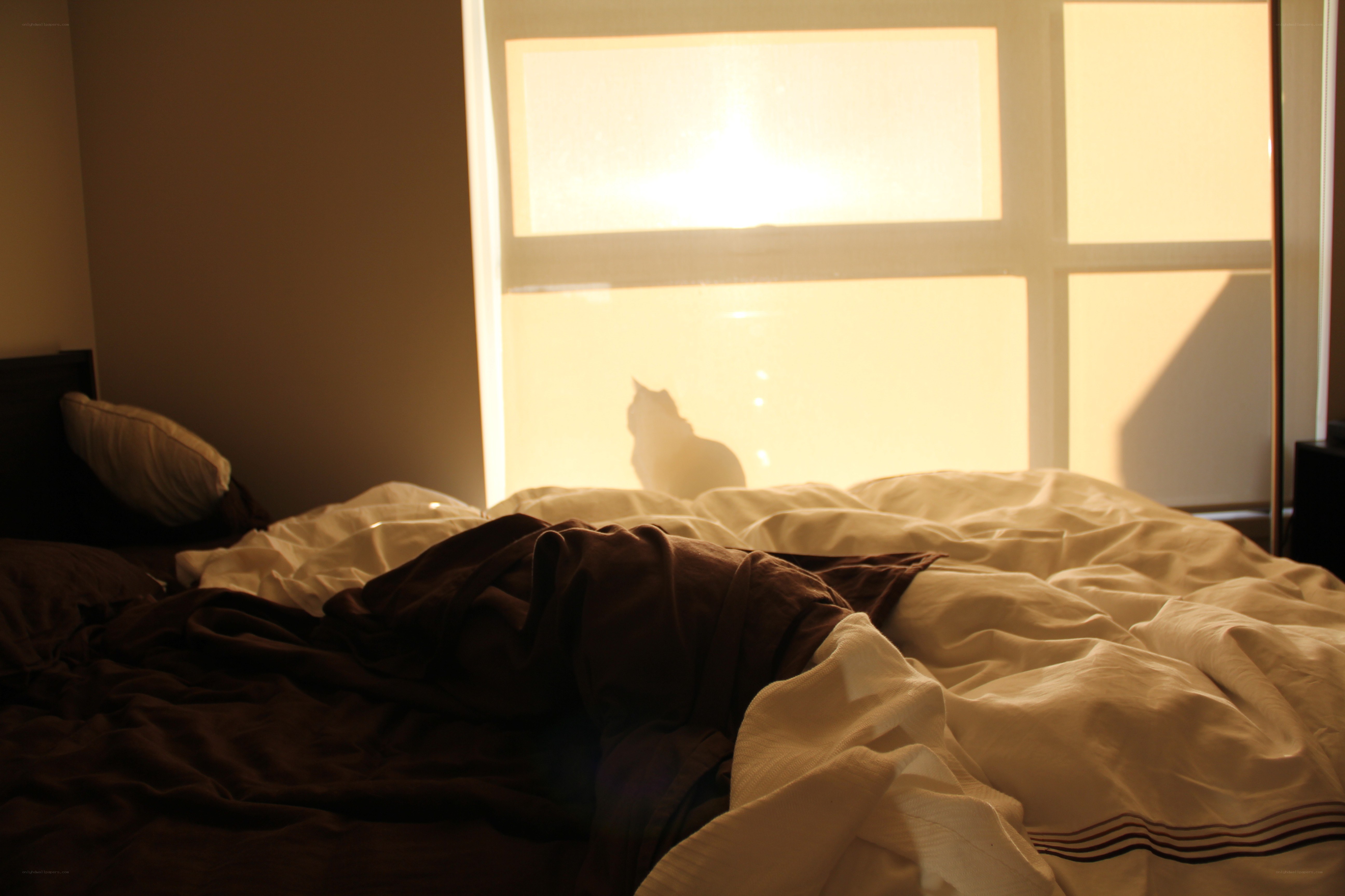 cat in morning light