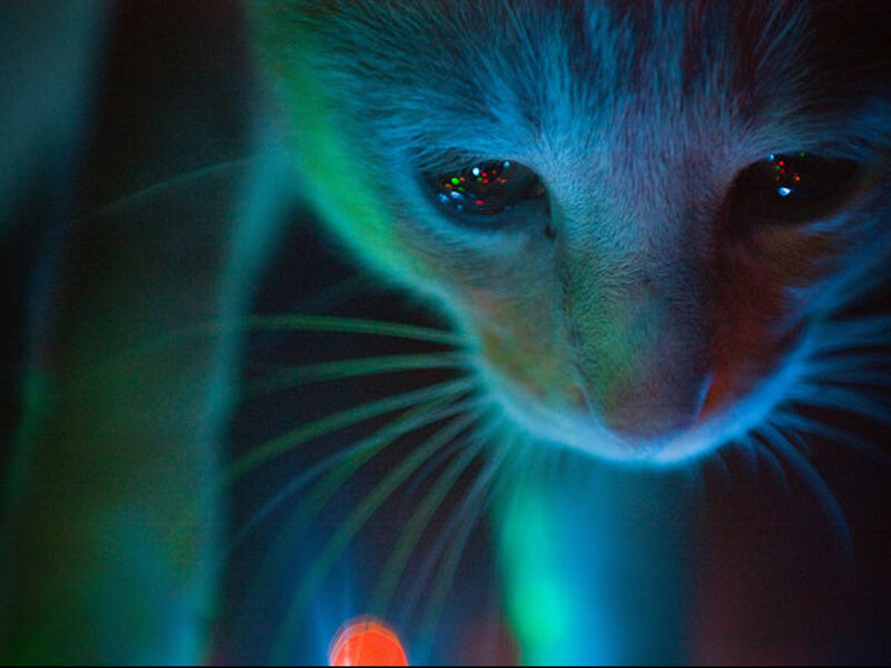 Cat in Neon Light