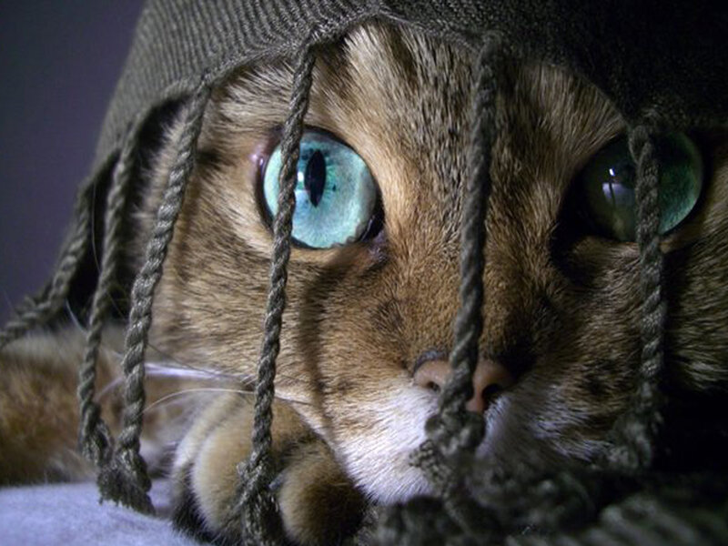 Cat in Net Hat