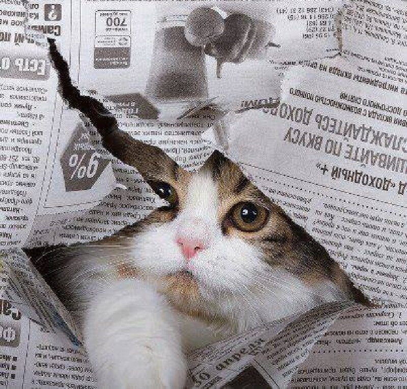 Cat in Newspaper