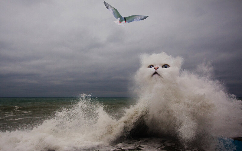 cat in ocean wave