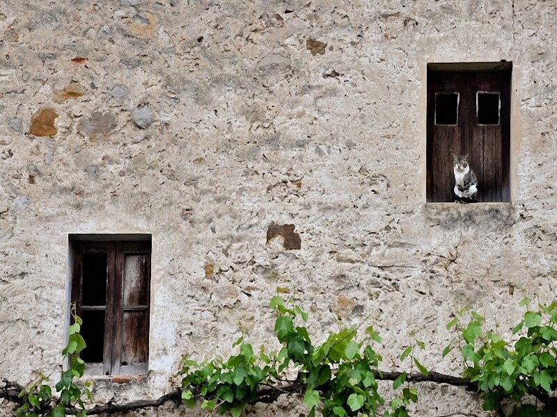 cat in old stone window