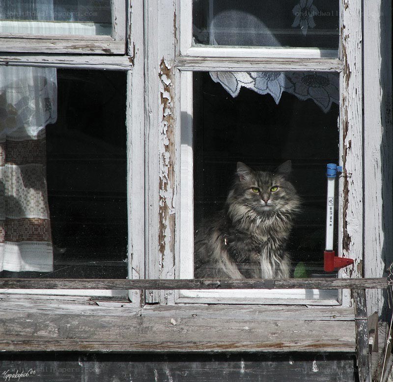 cat in old window