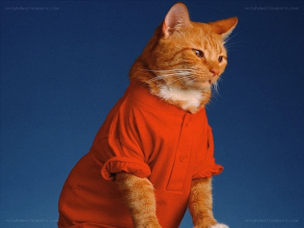 cat in orange shirt