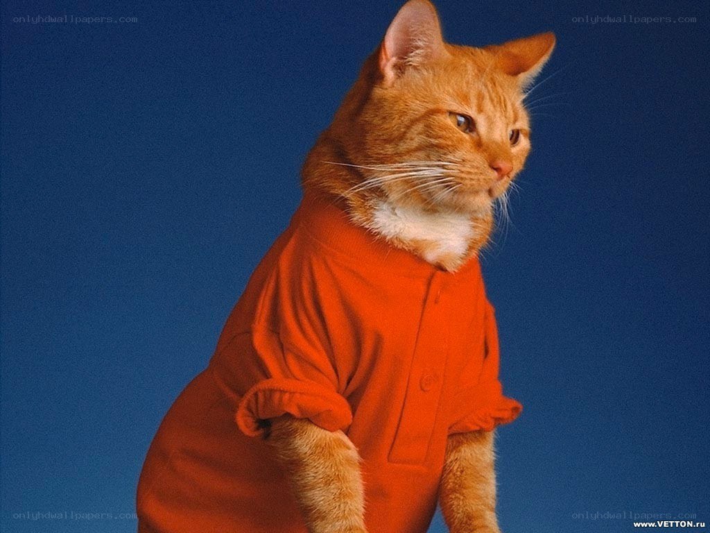 cat in orange shirt