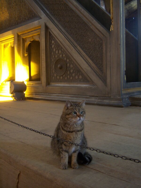 cat in ornate hall