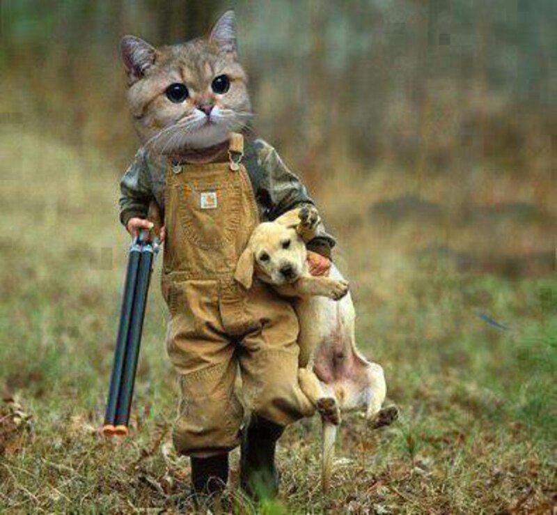 Cat in Overalls Holding Puppy