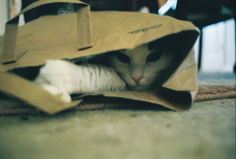 Cat in Paper Bag — Brown, Calm