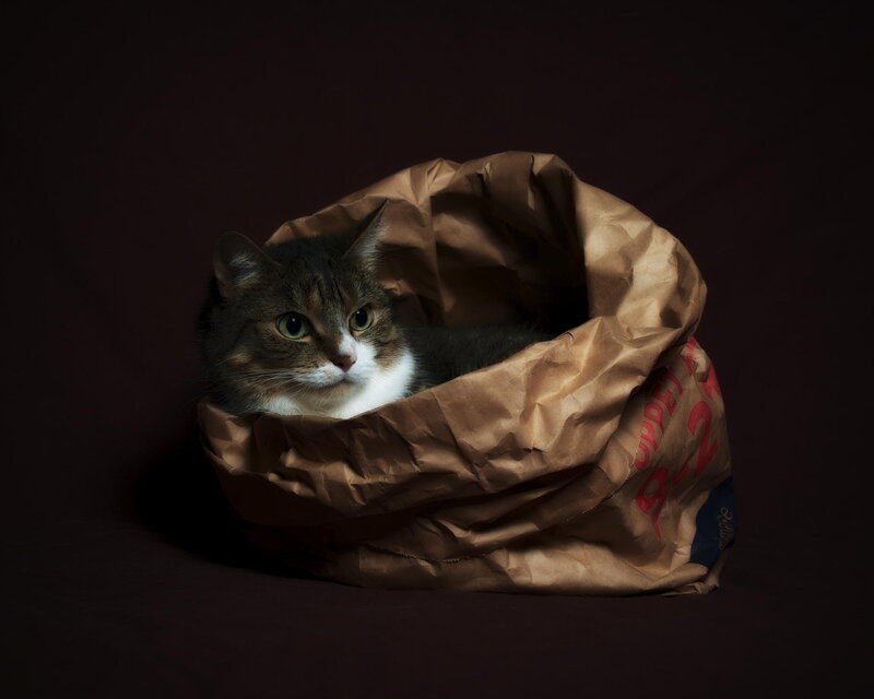 Cat in Paper Bag — Brown