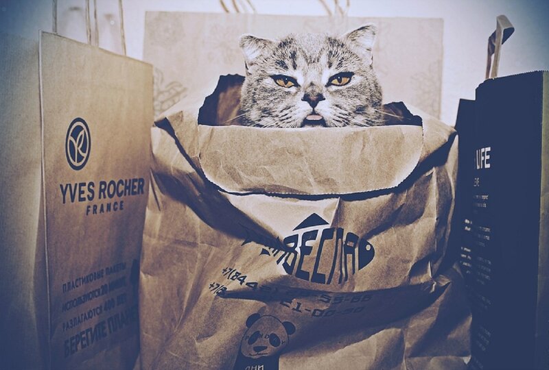 Cat in Paper Bag