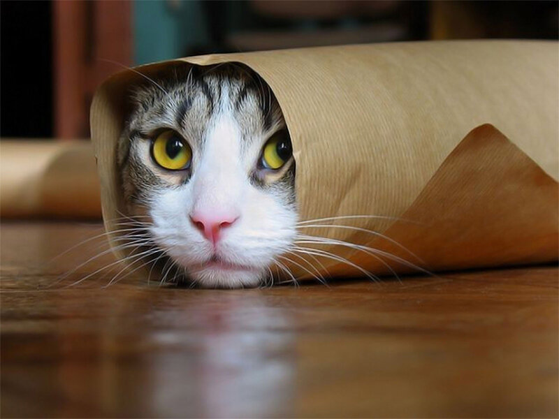 Cat in Paper Tube — Brown