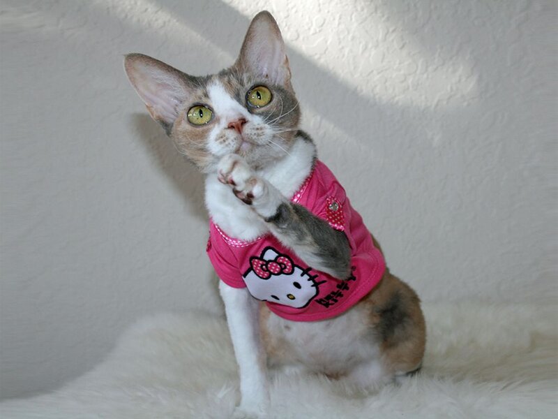 Cat in Pink Shirt