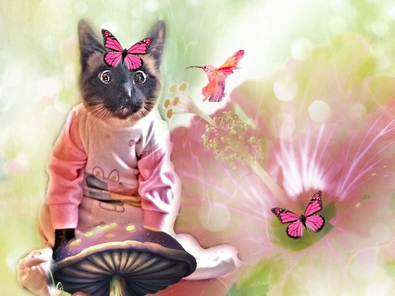 Cat in Pink Sweater