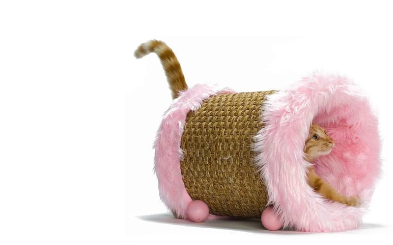 Cat in Pink Tunnel
