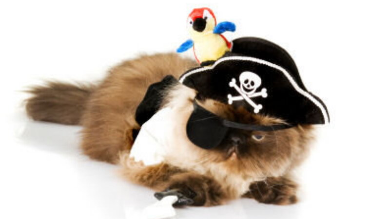 Cat in Pirate Costume
