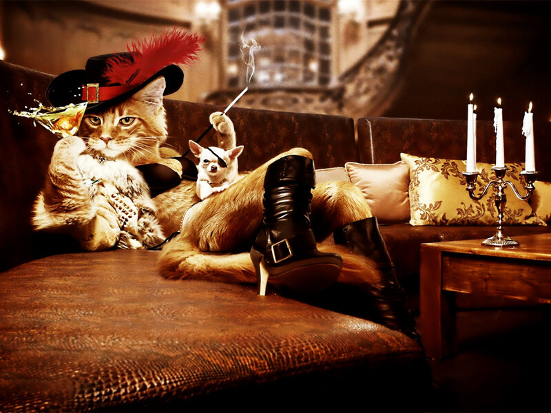 Cat in Pirate Hat — Brown, Dramatic