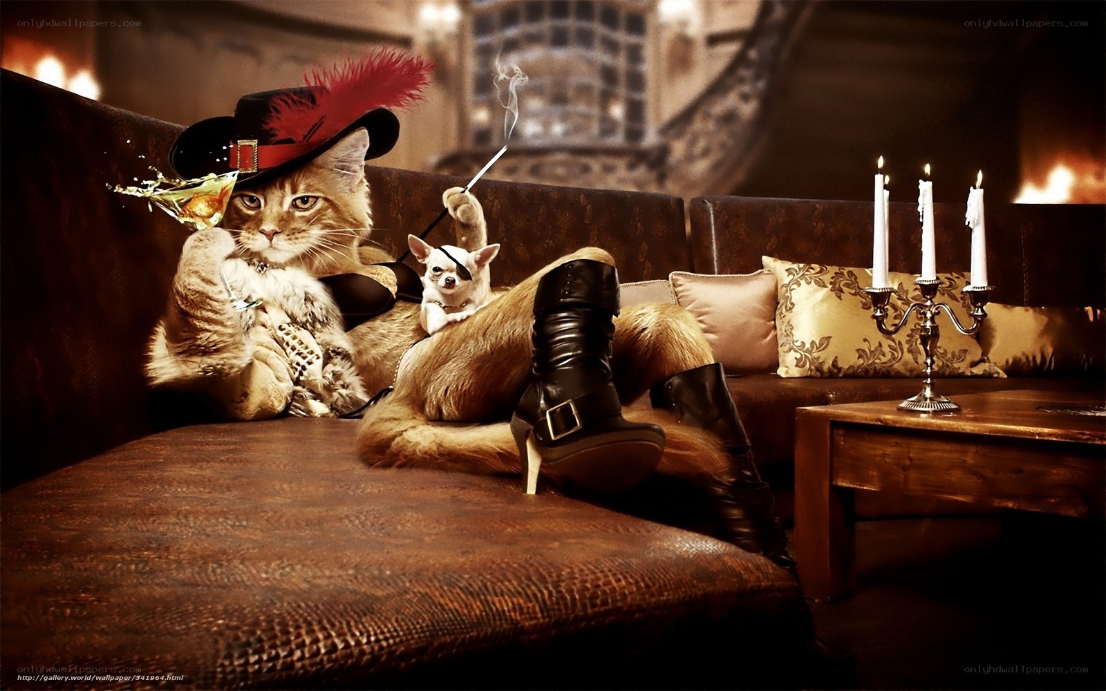 Cat in pirate hat with dog