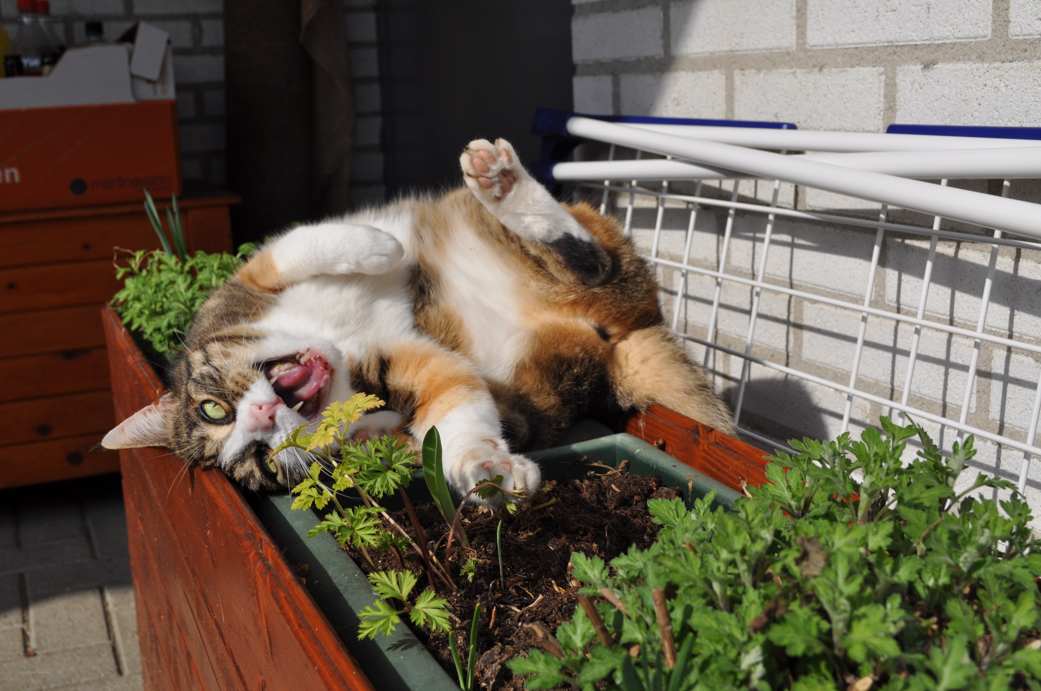 cat in planter with open mouth