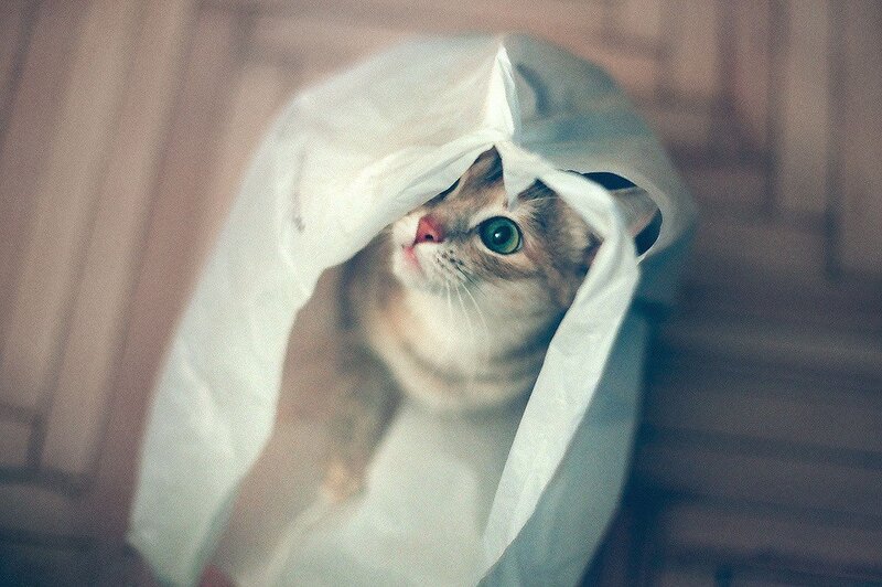 Cat in Plastic Bag
