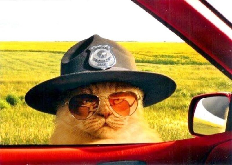 Cat in Police Hat