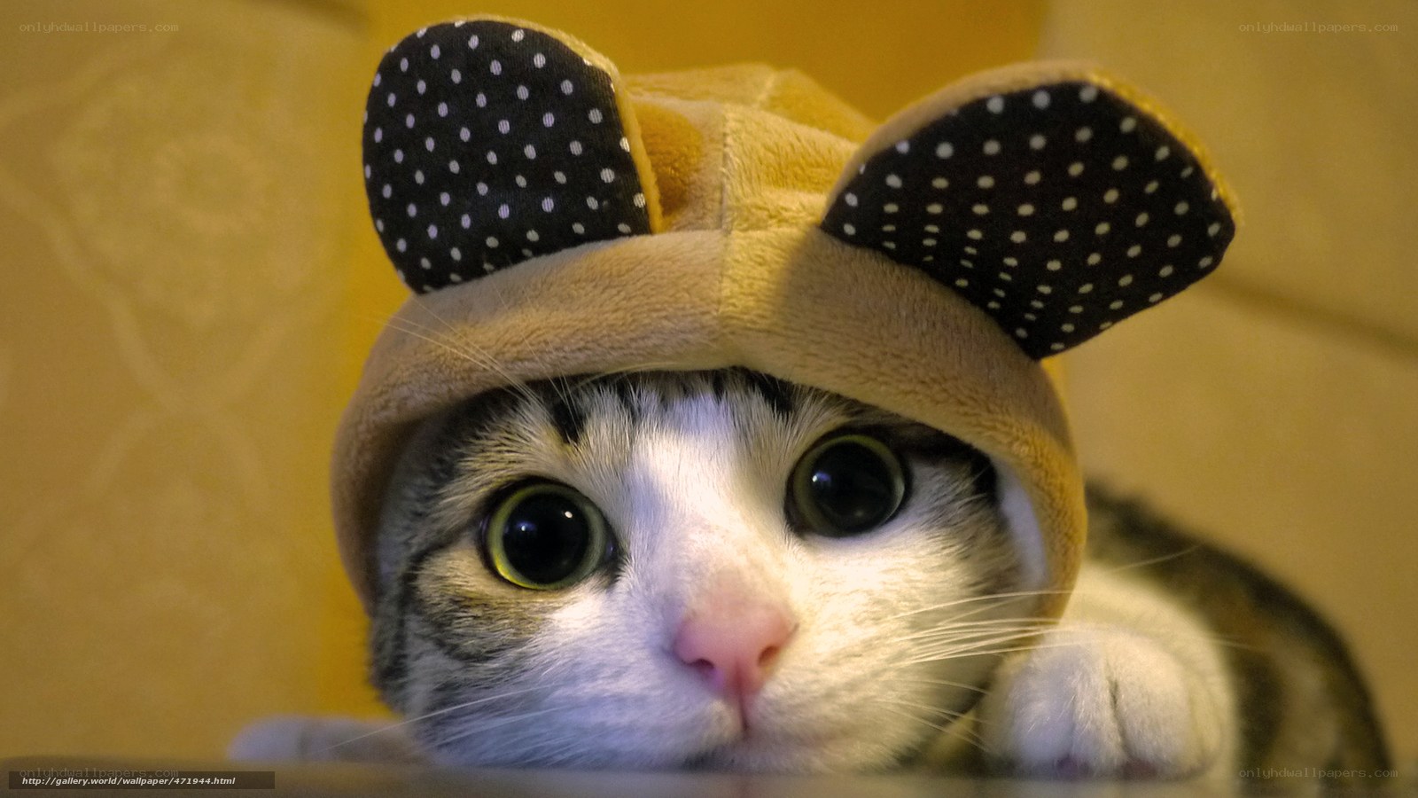 cat in polka dot hat