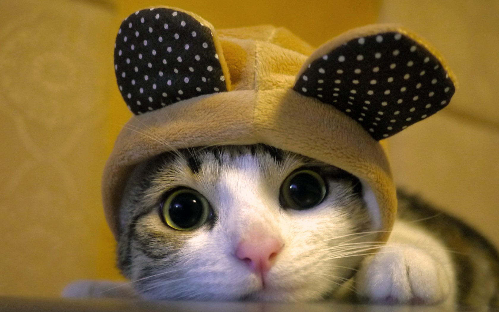 cat in polka dot hat