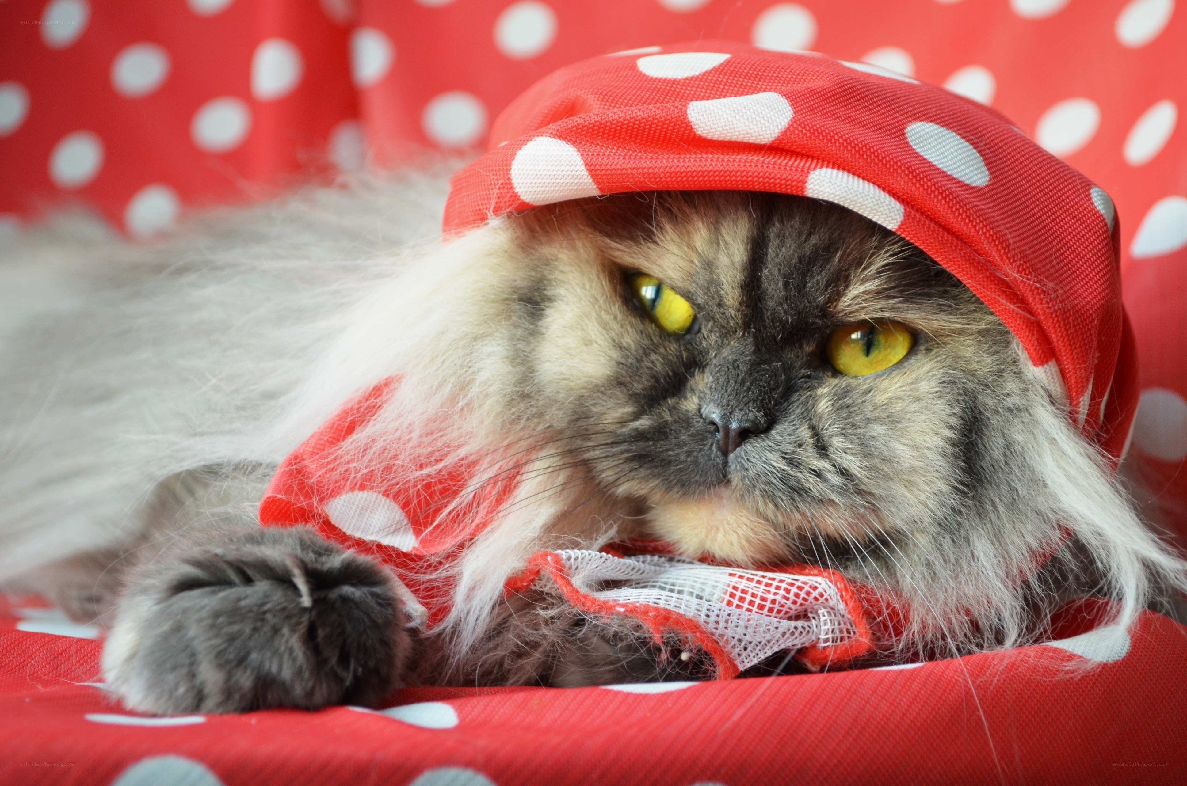cat in polka-dot hat
