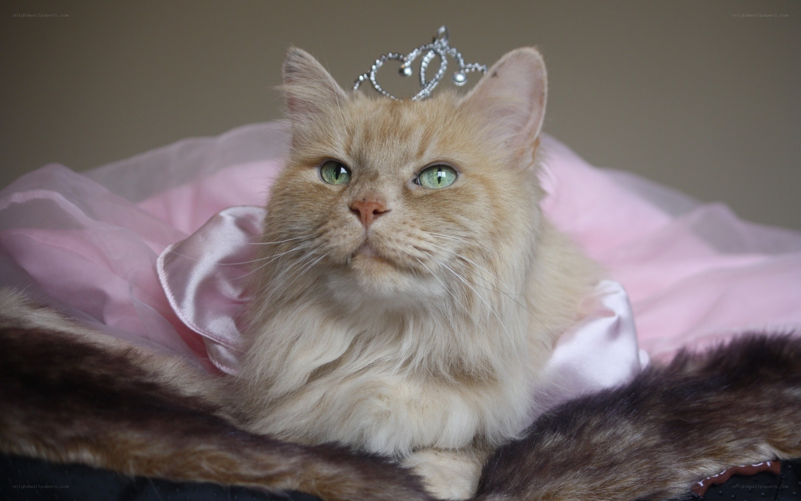 cat in princess costume