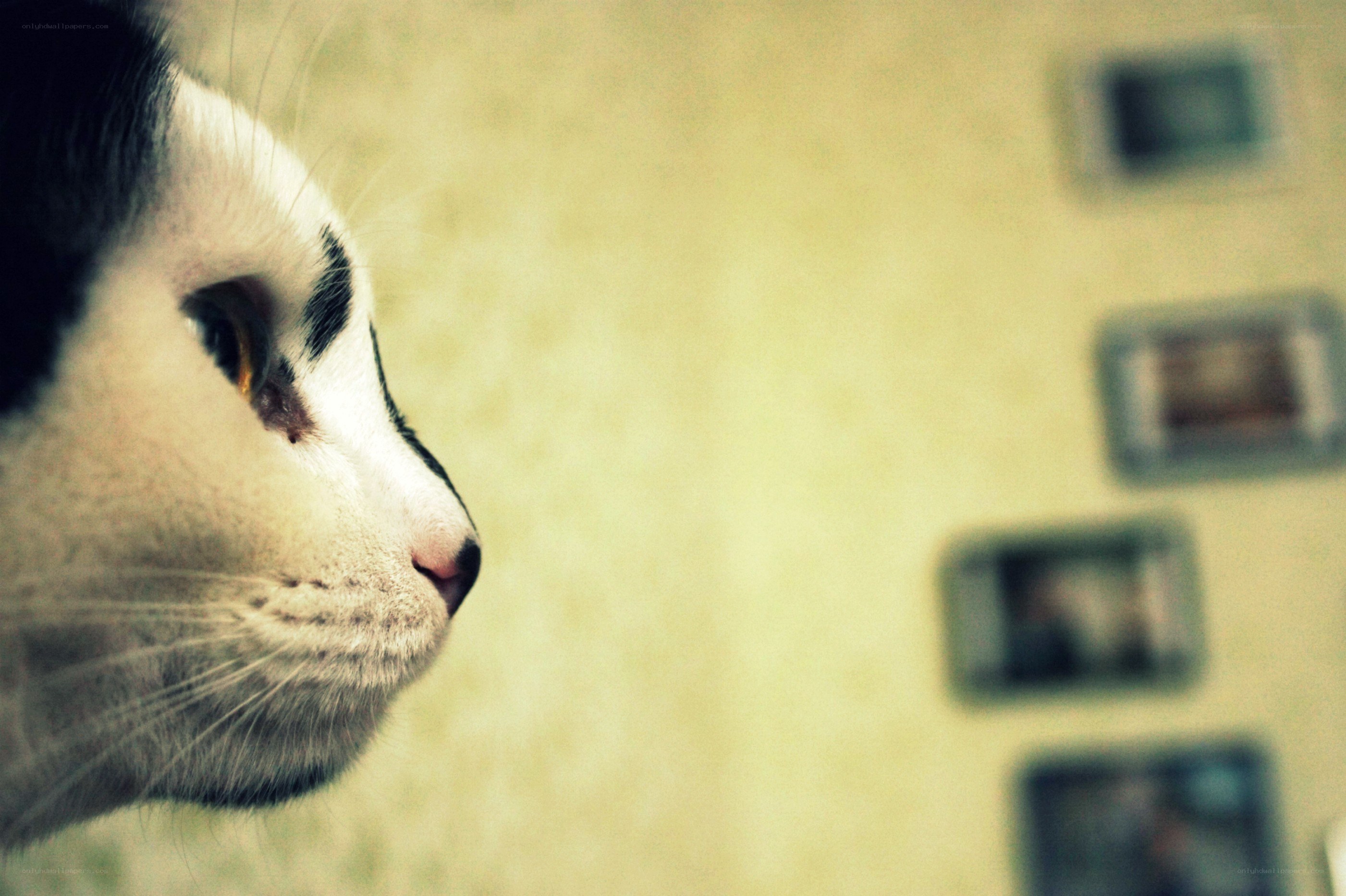 cat in profile