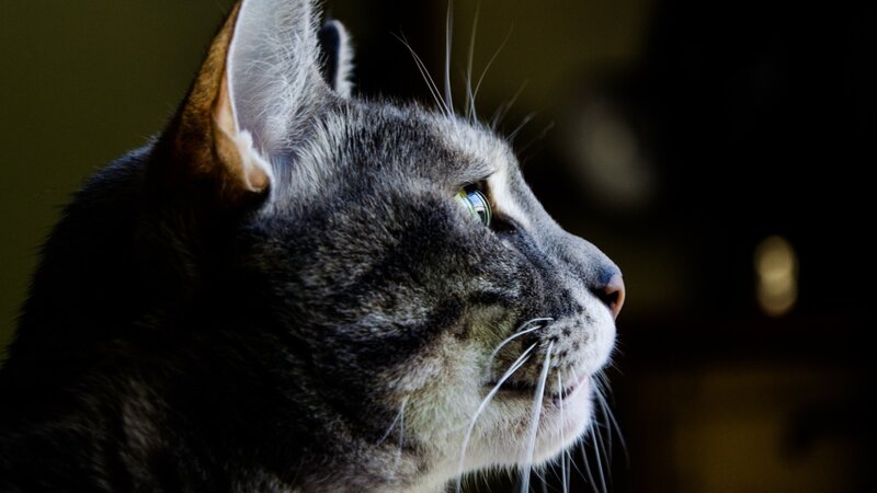 cat in profile