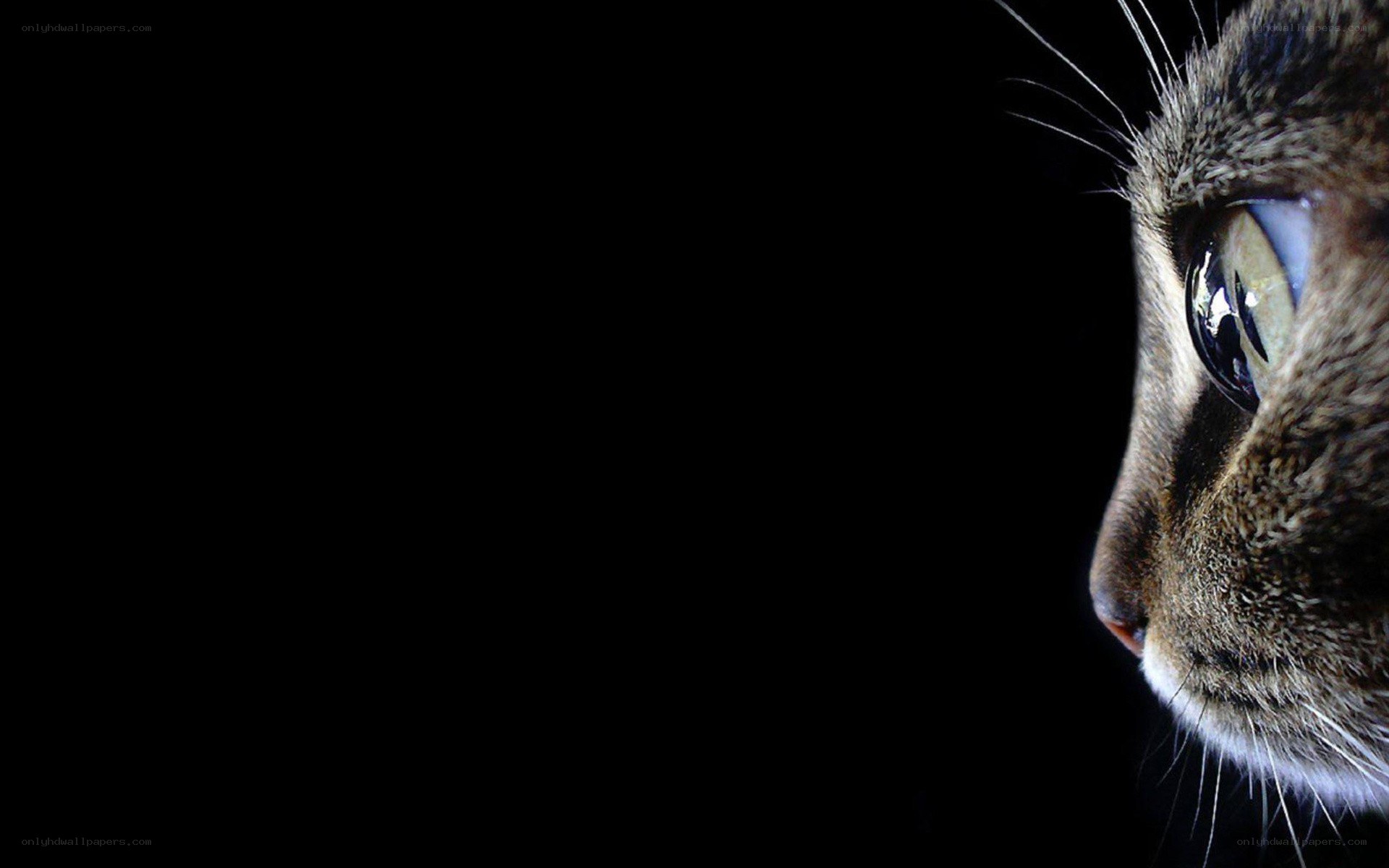 cat in profile against black