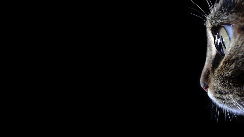 cat in profile against black