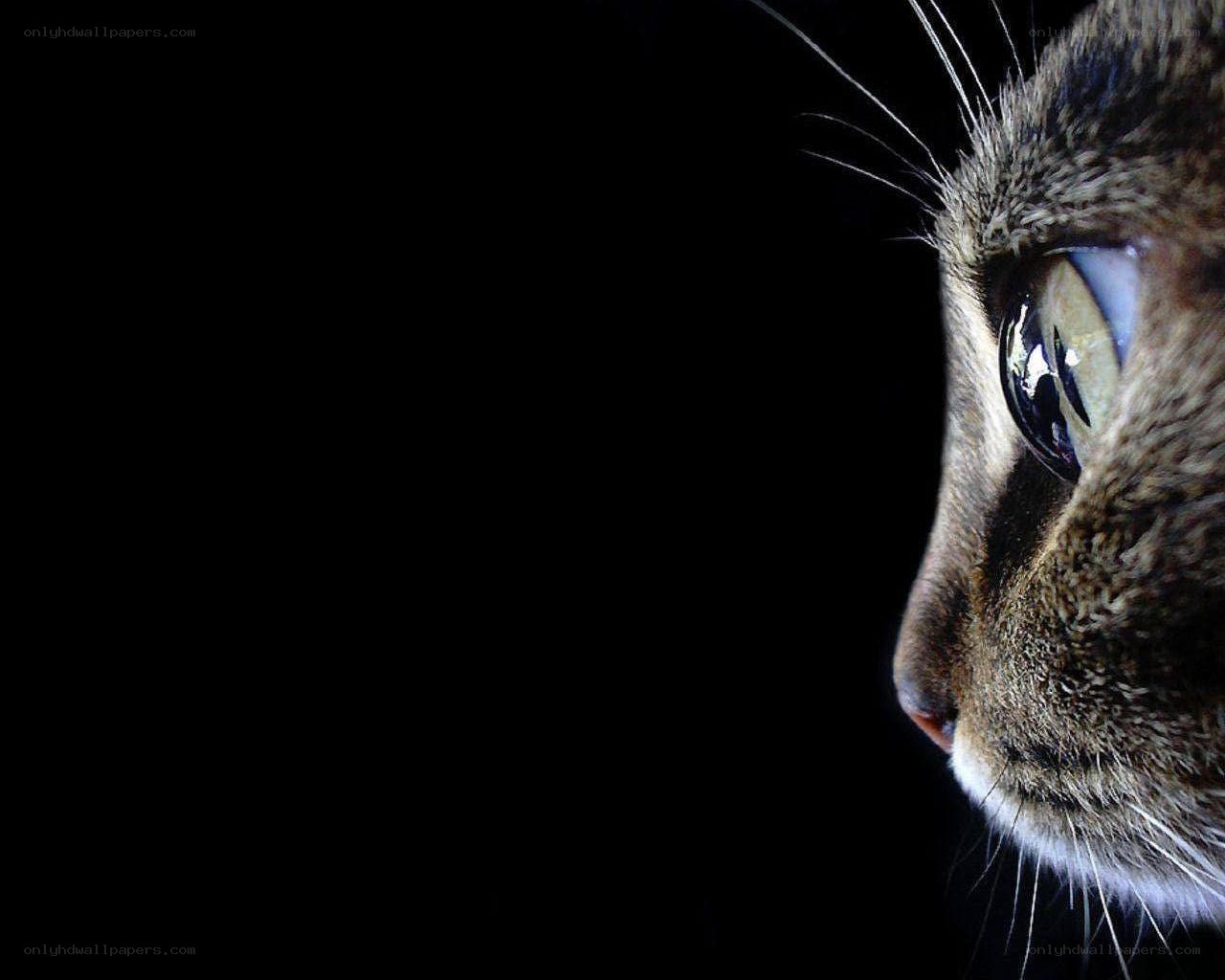 cat in profile against black