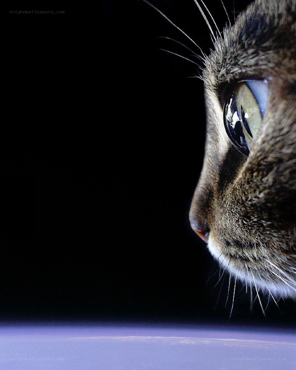 cat in profile against dark background