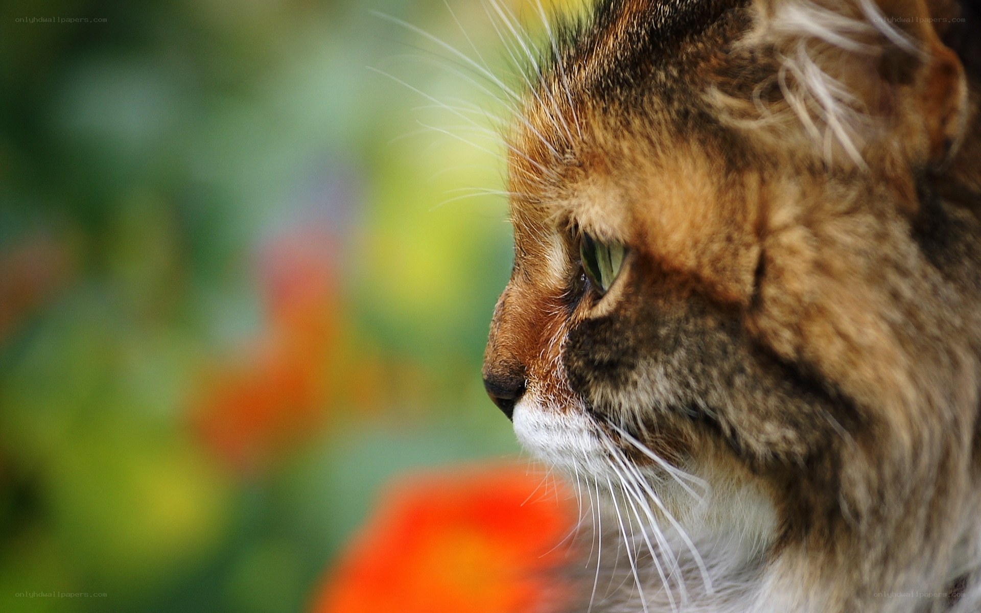 cat in profile against flowers
