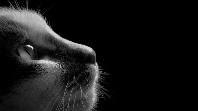 Cat in Profile — Black, Dramatic, Photograph, Eye