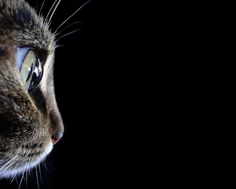 Cat in Profile — Black, Dramatic, Photograph, Eye, Whiskers