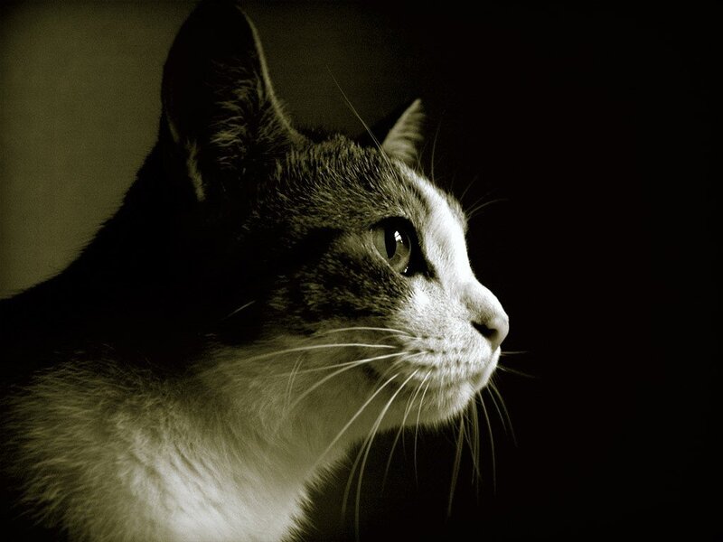 Cat in Profile — Black, Dramatic, Photograph