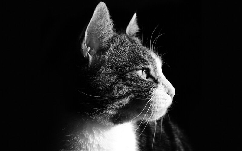 Cat in Profile — Black, Dramatic, Photograph, Whiskers, Ears
