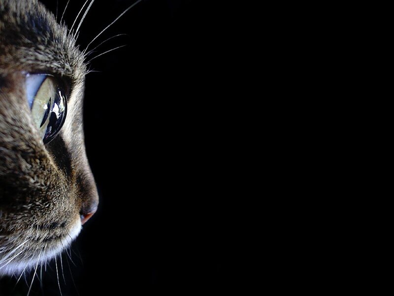 Cat in Profile — Black